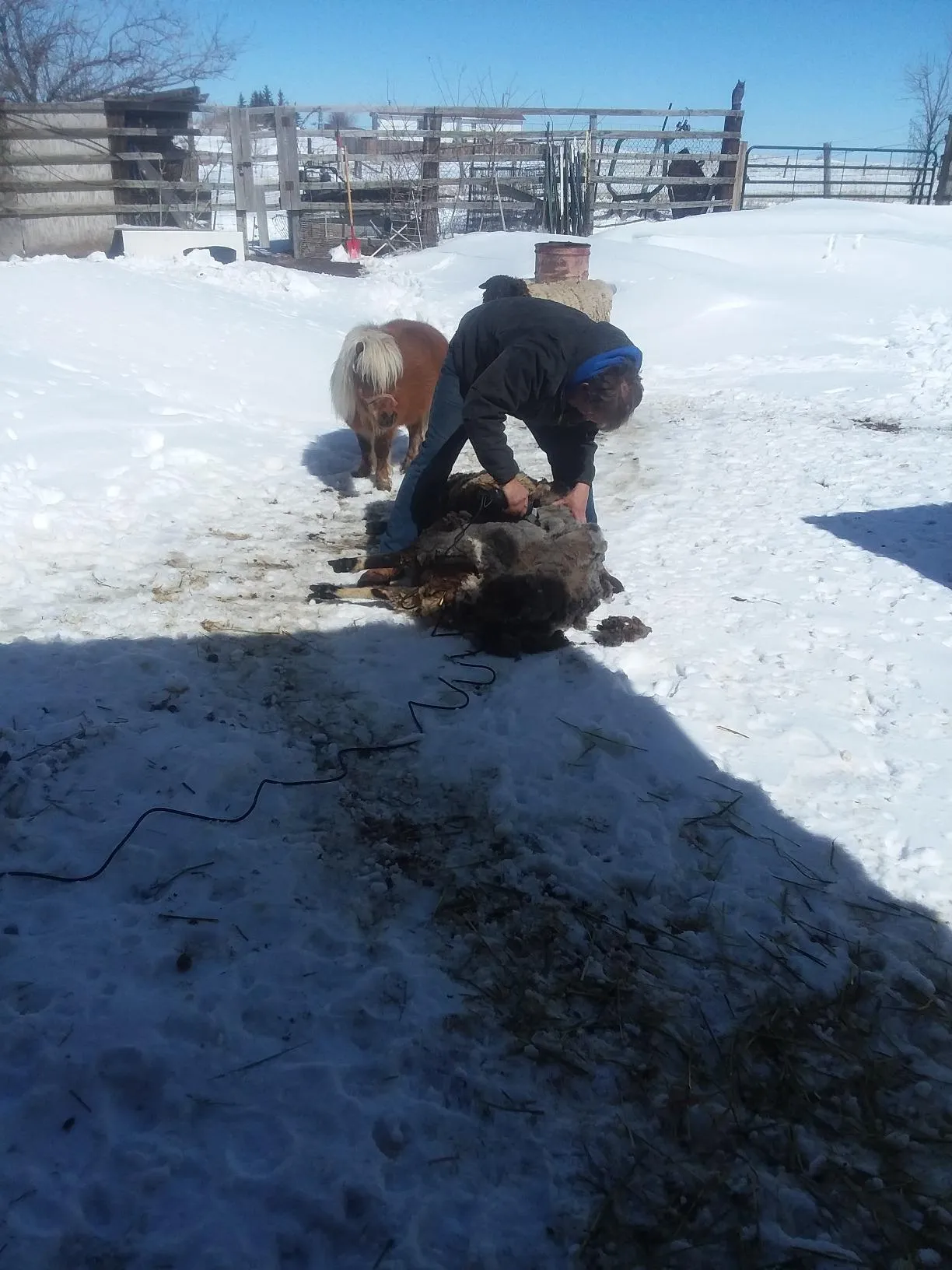 Tosatura pecore all'aperto