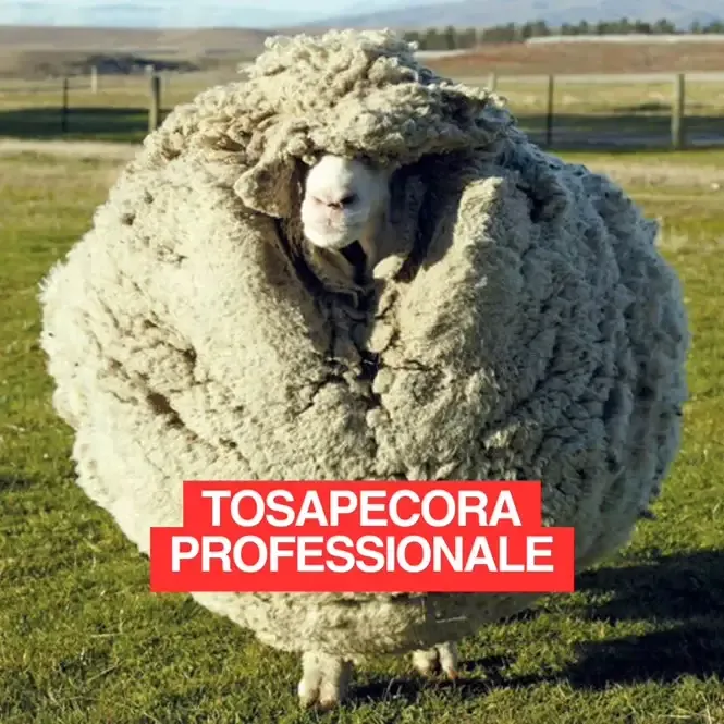 Pecora con lana eccessiva che necessita di tosatura professionale