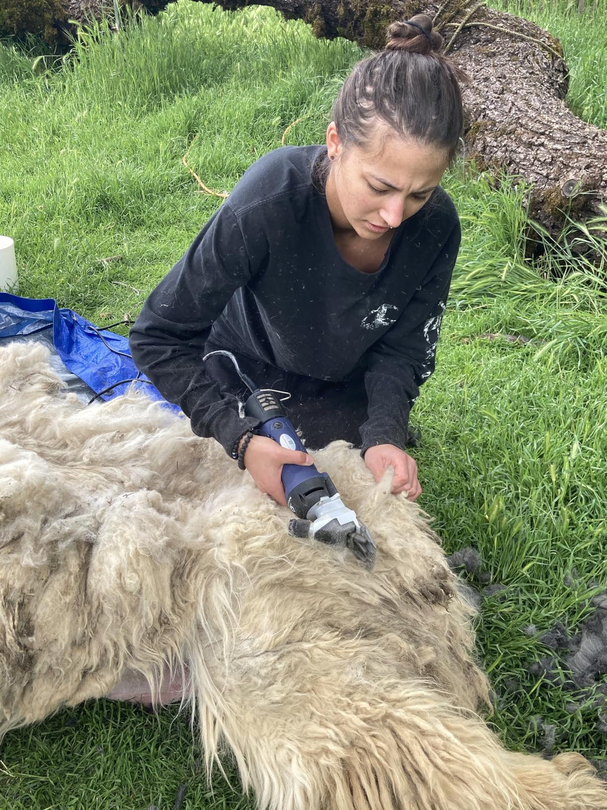 Toelettatrice al lavoro con tosapecore