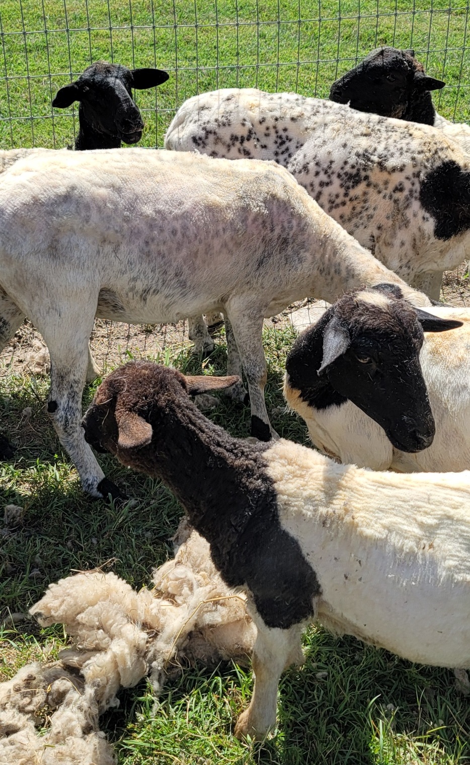 Pecore tosate al pascolo